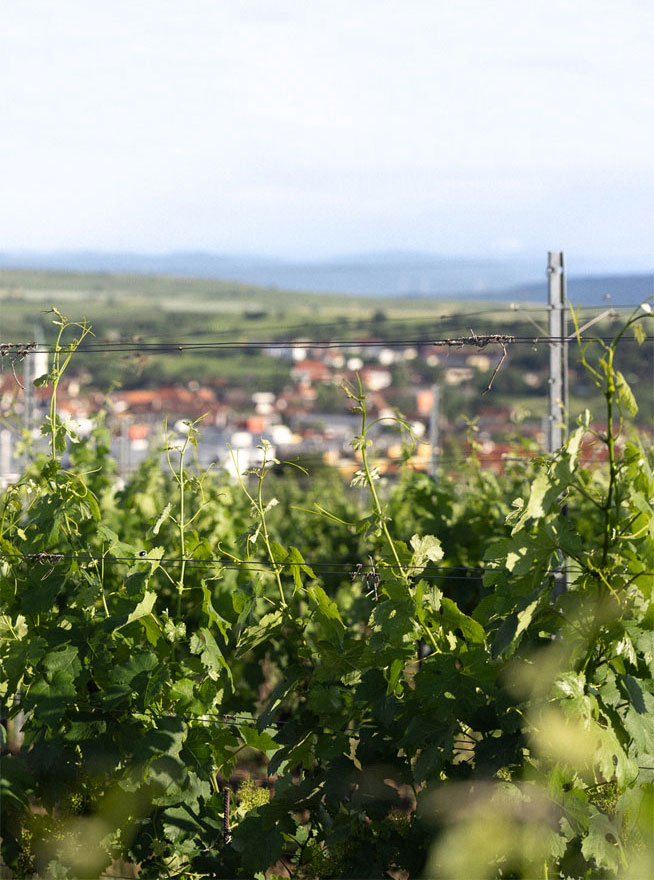 Weingärten bei Langenlois