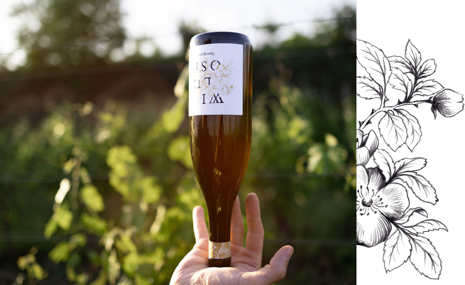 Sauvignon Blanc